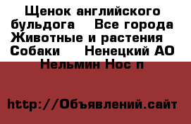 Щенок английского бульдога  - Все города Животные и растения » Собаки   . Ненецкий АО,Нельмин Нос п.